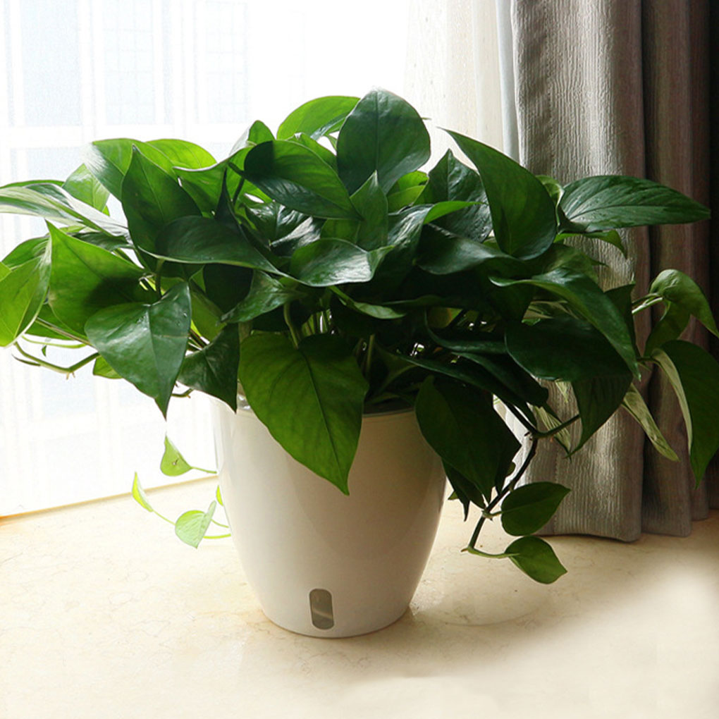 Vasi per piante bianchi portat - Aloe Vera Pot recensione e prezzo
