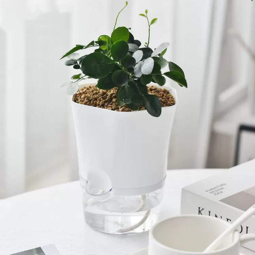 Vasi per piante autoirriganti  - Aloe Vera Pot recensione e prezzo